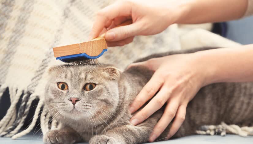 猫咪洗澡注意事项_猫咪洗澡时的水温测试方法_猫咪洗澡频率