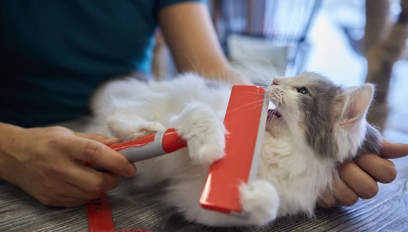猫咪洗澡时的水温测试方法_猫咪洗澡频率_猫咪洗澡注意事项