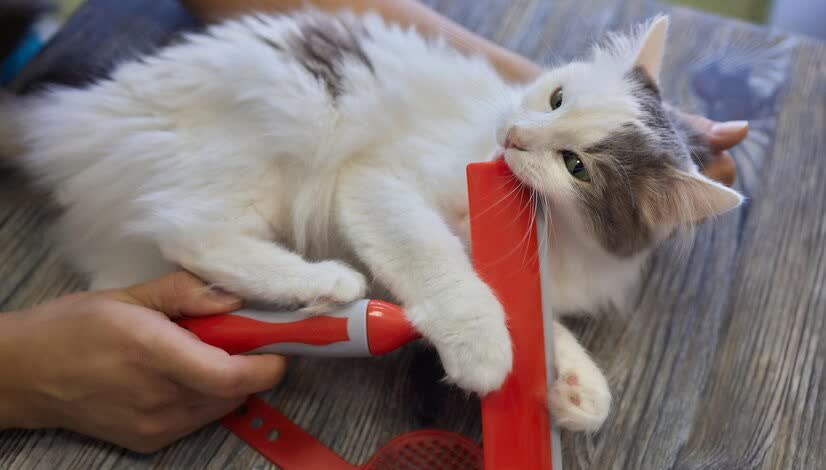 猫咪洗澡频率_猫咪洗澡时的水温测试方法_猫咪洗澡注意事项