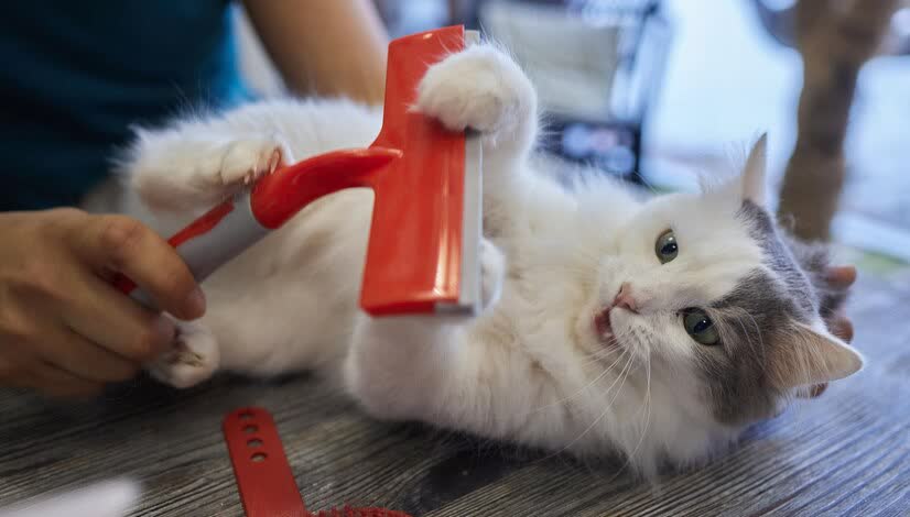 猫咪洗澡注意事项_猫咪洗澡时的水温测试方法_猫咪洗澡频率