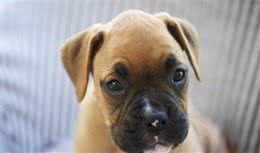 狗子不看电视不玩手机,为什么还会患上干眼症?|健康-派特超人-宠物