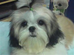达人教你日常如何护理西施犬
