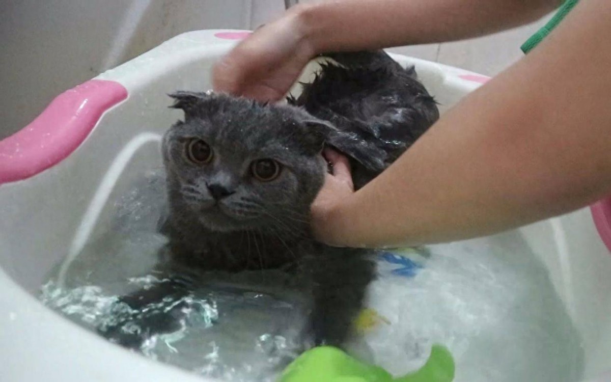 猫咪洗澡正确方法_猫咪专用洗澡液选择_猫咪洗澡时的水温测试方法