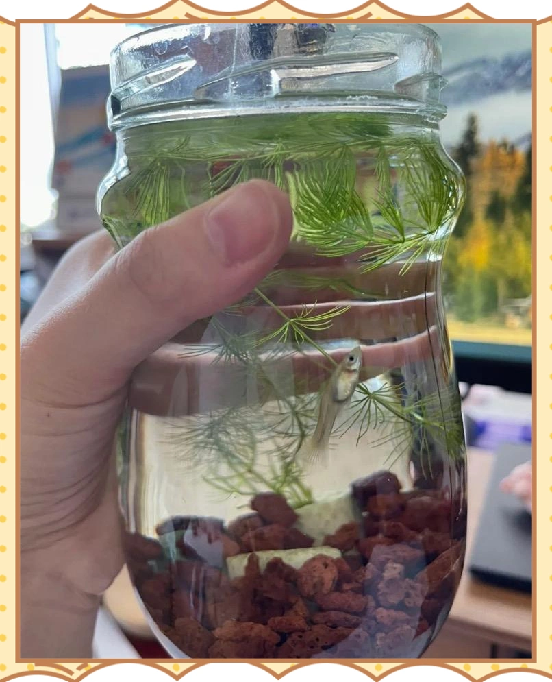 创新生态鱼缸:实现长久不换水的养鱼方式-派特超人-宠物