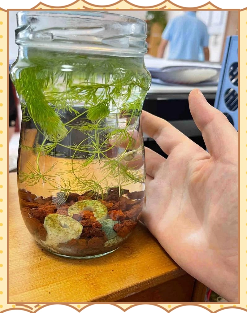 生态鱼缸不换水原理_水族箱生态平衡的秘密_生态鱼缸养鱼方法