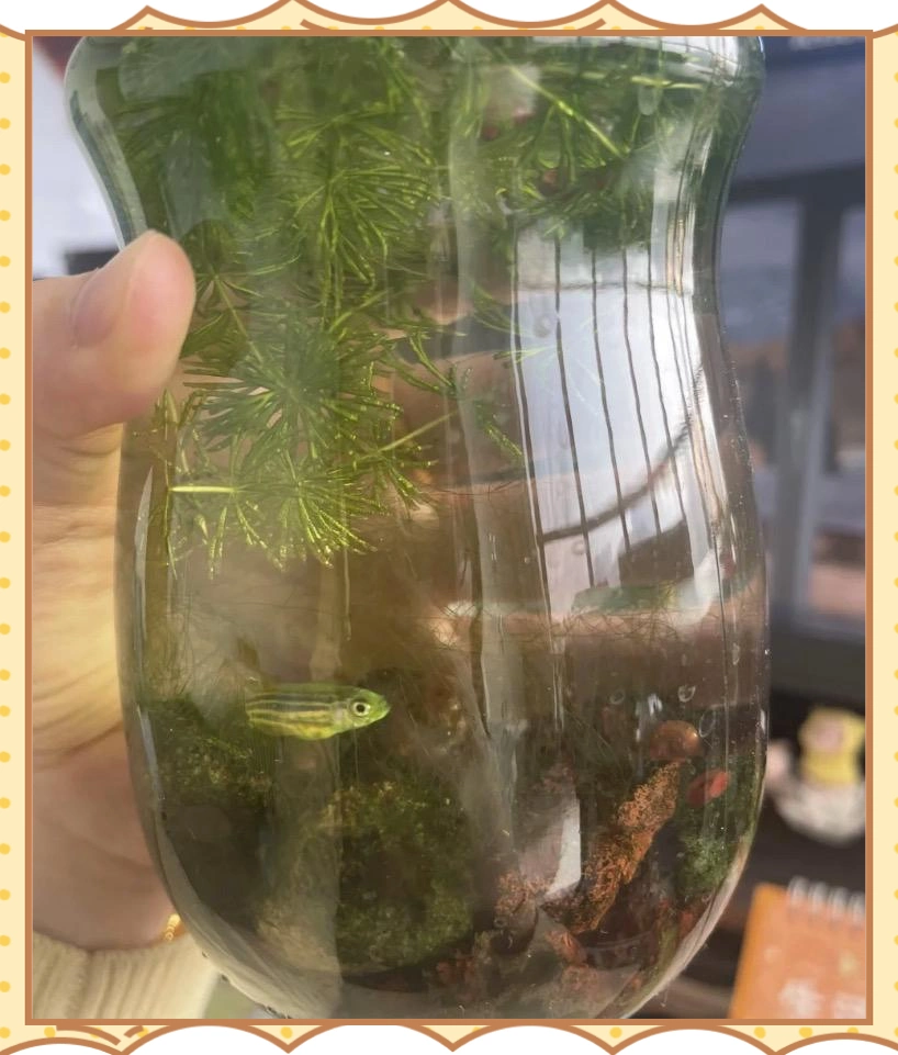 生态鱼缸养鱼方法_水族箱生态平衡的秘密_生态鱼缸不换水原理