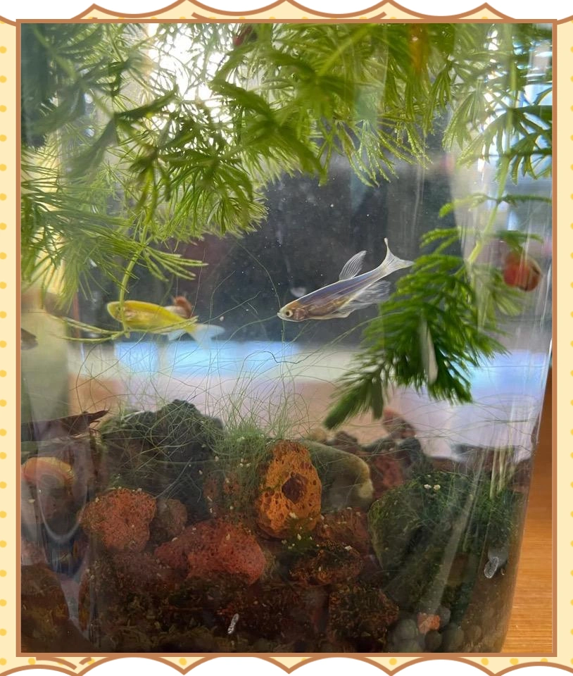 生态鱼缸不换水原理_水族箱生态平衡的秘密_生态鱼缸养鱼方法