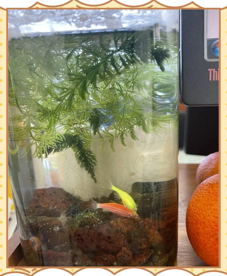 生态鱼缸不换水原理_水族箱生态平衡的秘密_生态鱼缸养鱼方法
