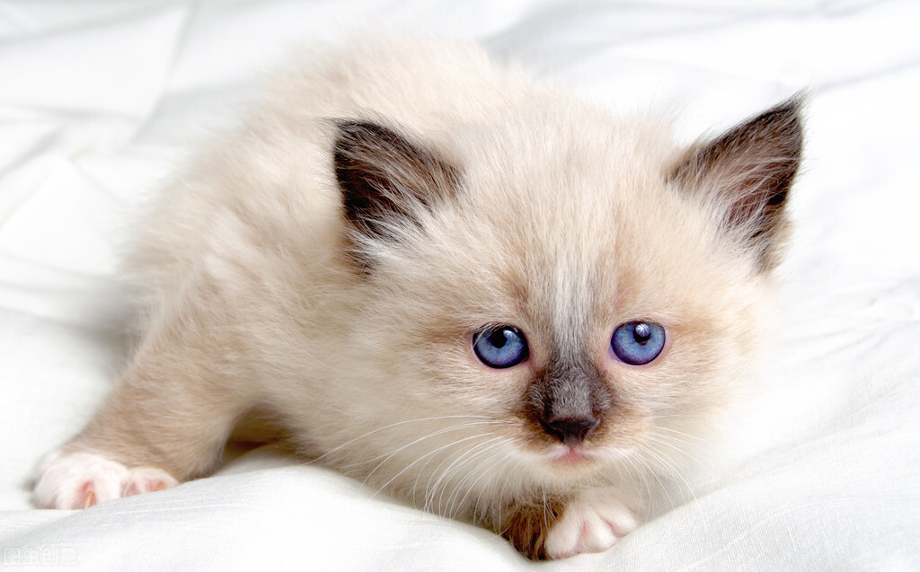 猫的怀孕周期短,一般可以自己完成整个生育过程,猫多久生小猫-派特超人-宠物