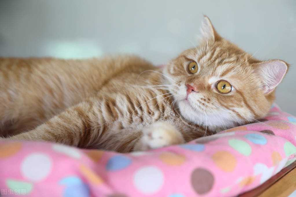 猫生产周期_猫怀孕B超检查_猫咪产后护理要点：母猫和小猫健康指南