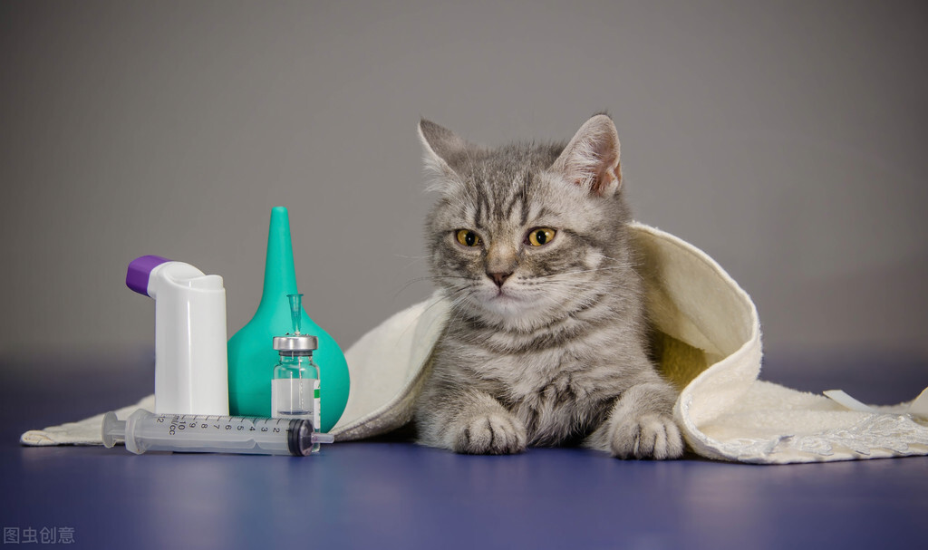 猫怀孕B超检查_猫生产周期_猫咪产后护理要点：母猫和小猫健康指南