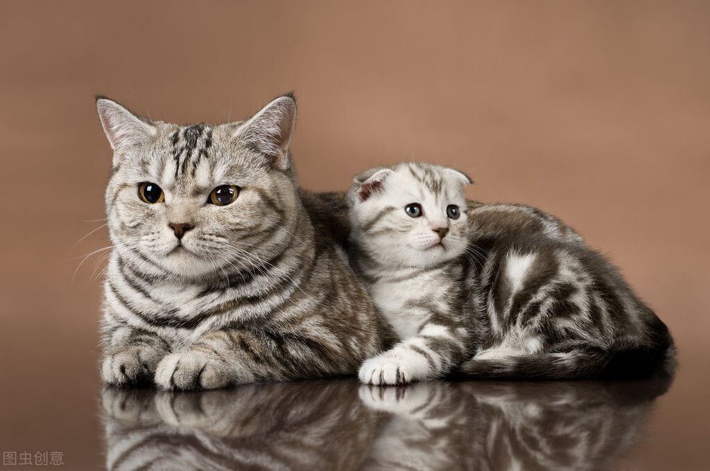 猫生产周期_猫怀孕B超检查_猫咪产后护理要点：母猫和小猫健康指南