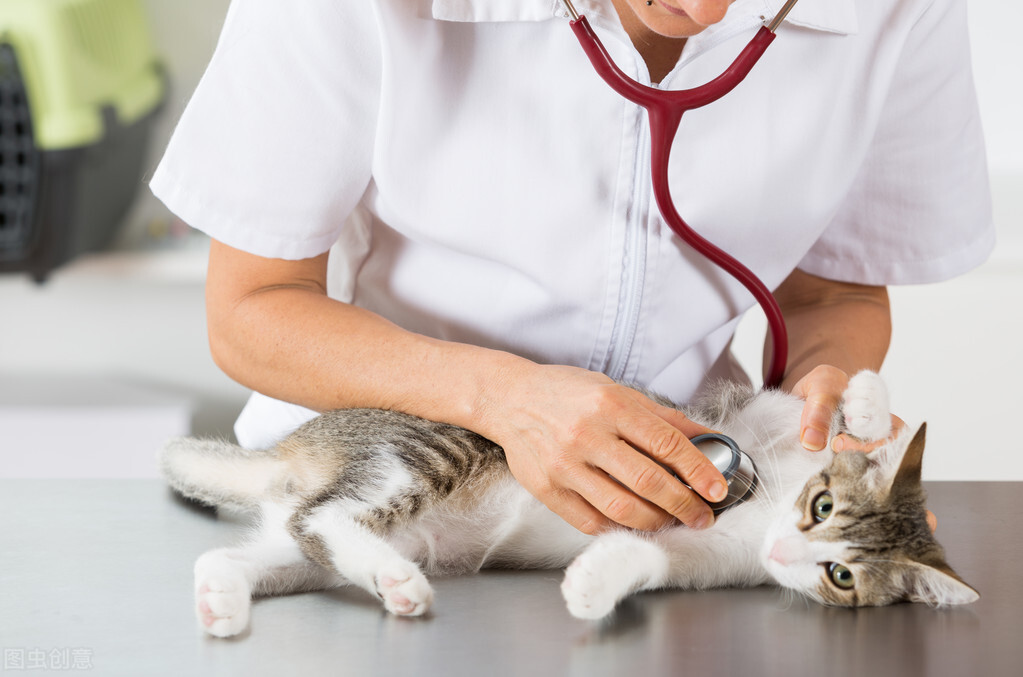 猫生产周期_猫咪产后护理要点：母猫和小猫健康指南_猫怀孕B超检查