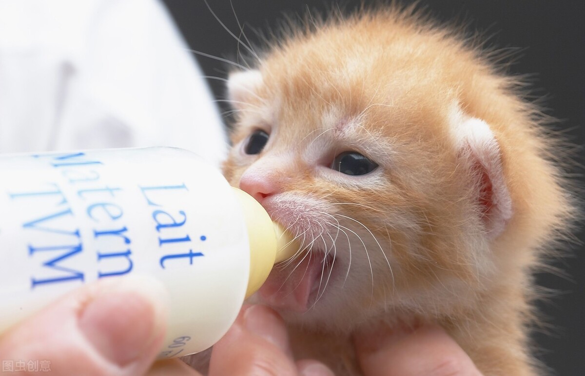 猫咪产后护理要点：母猫和小猫健康指南_猫怀孕B超检查_猫生产周期