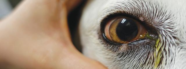 隐形眼镜干眼症治疗_狗狗频繁眯眼？角膜损伤和干眼症_狗狗干眼症成因与症状
