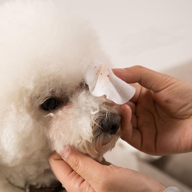 隐形眼镜干眼症治疗_狗狗干眼症成因与症状_狗狗频繁眯眼？角膜损伤和干眼症