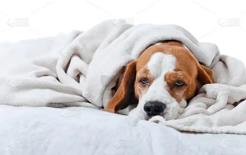 定期检查狗狗皮肤的重要性_老年犬划分标准_老年犬数量增长