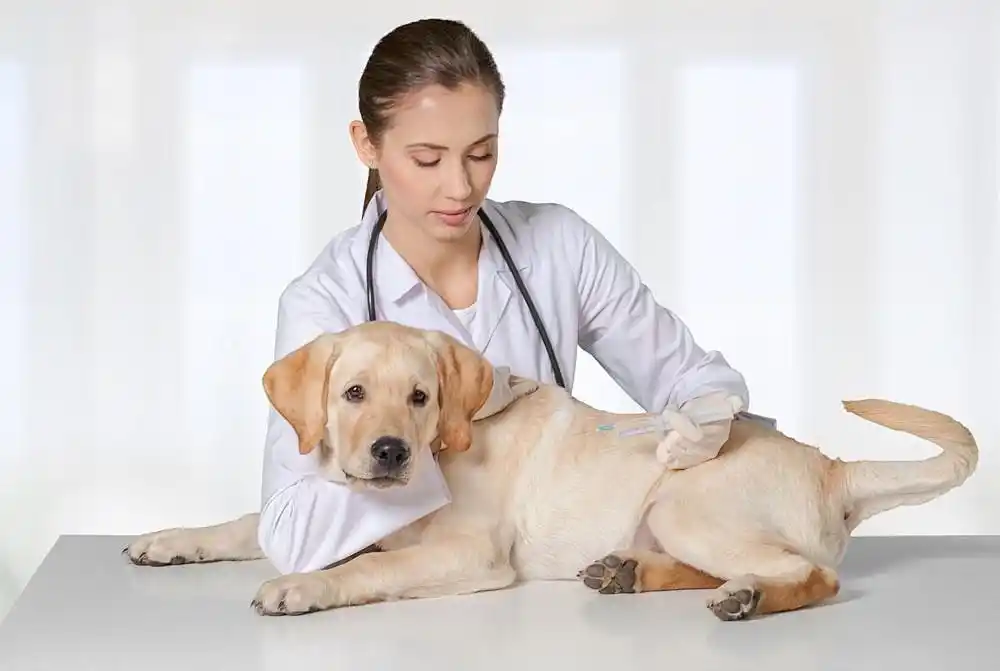 老年犬划分标准_老年犬数量增长_定期检查狗狗皮肤的重要性