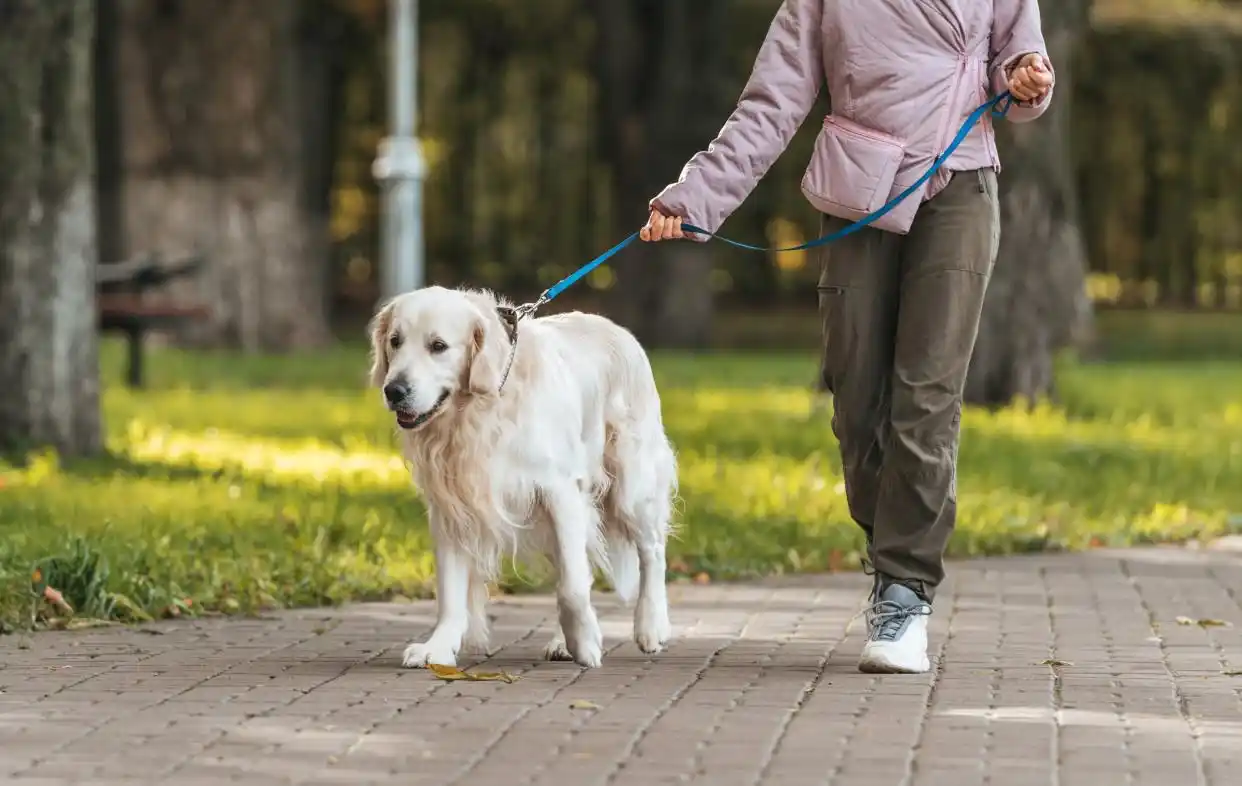 老年犬数量增长_老年犬划分标准_定期检查狗狗皮肤的重要性