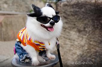 狗狗耳朵脱皮？皮肤病和过敏反应_狗狗穿冬衣好处_狗狗穿衣服坏处