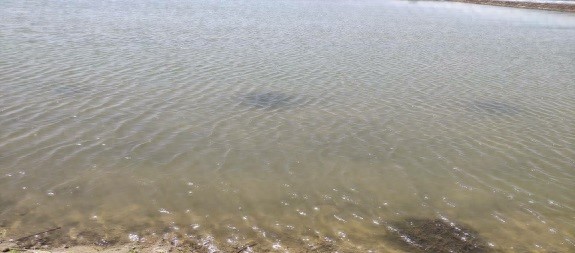 河蟹养殖水质管理_如何合理控制养鱼密度_河蟹养殖肥水技巧