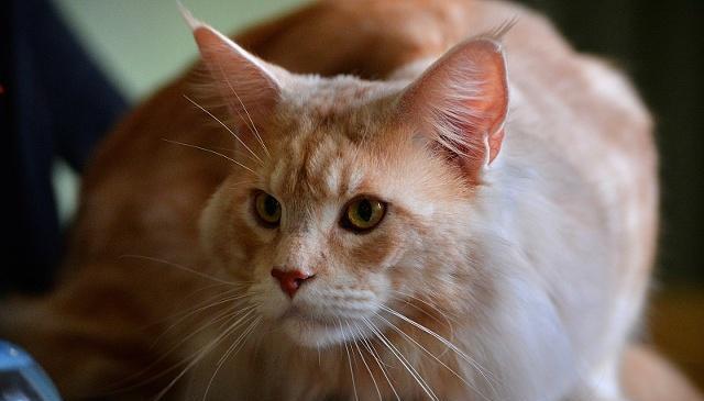 这样做才能成为“吸猫体质”,让你猫见猫爱,喵星人都愿意被你吸-派特超人-宠物