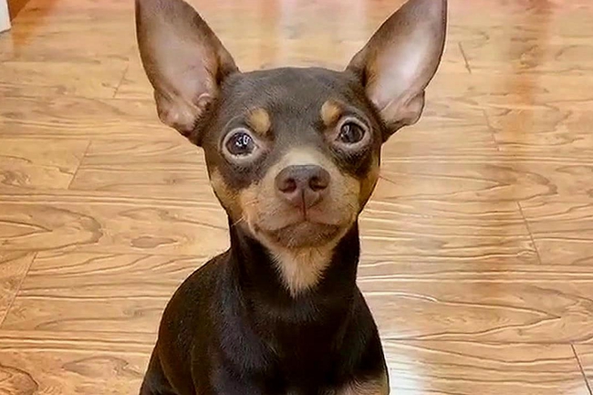 小鹿犬身上有皮屑怎么办?可以用药物吗?还是用食物?-派特超人-宠物