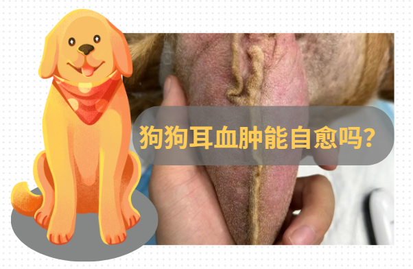 答疑:狗狗耳血肿自己能恢复吗?-派特超人-宠物