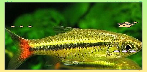 金鱼缸养护指南:从水质到生态平衡-派特超人-宠物