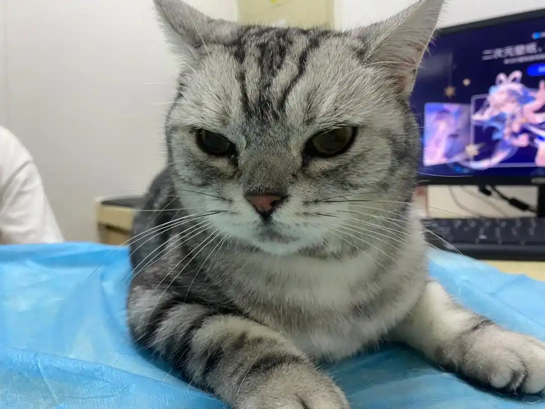 猫咪咳嗽像卡毛可能是哮喘发作_猫支气管炎与哮喘诊断_猫咪间歇性咳嗽原因