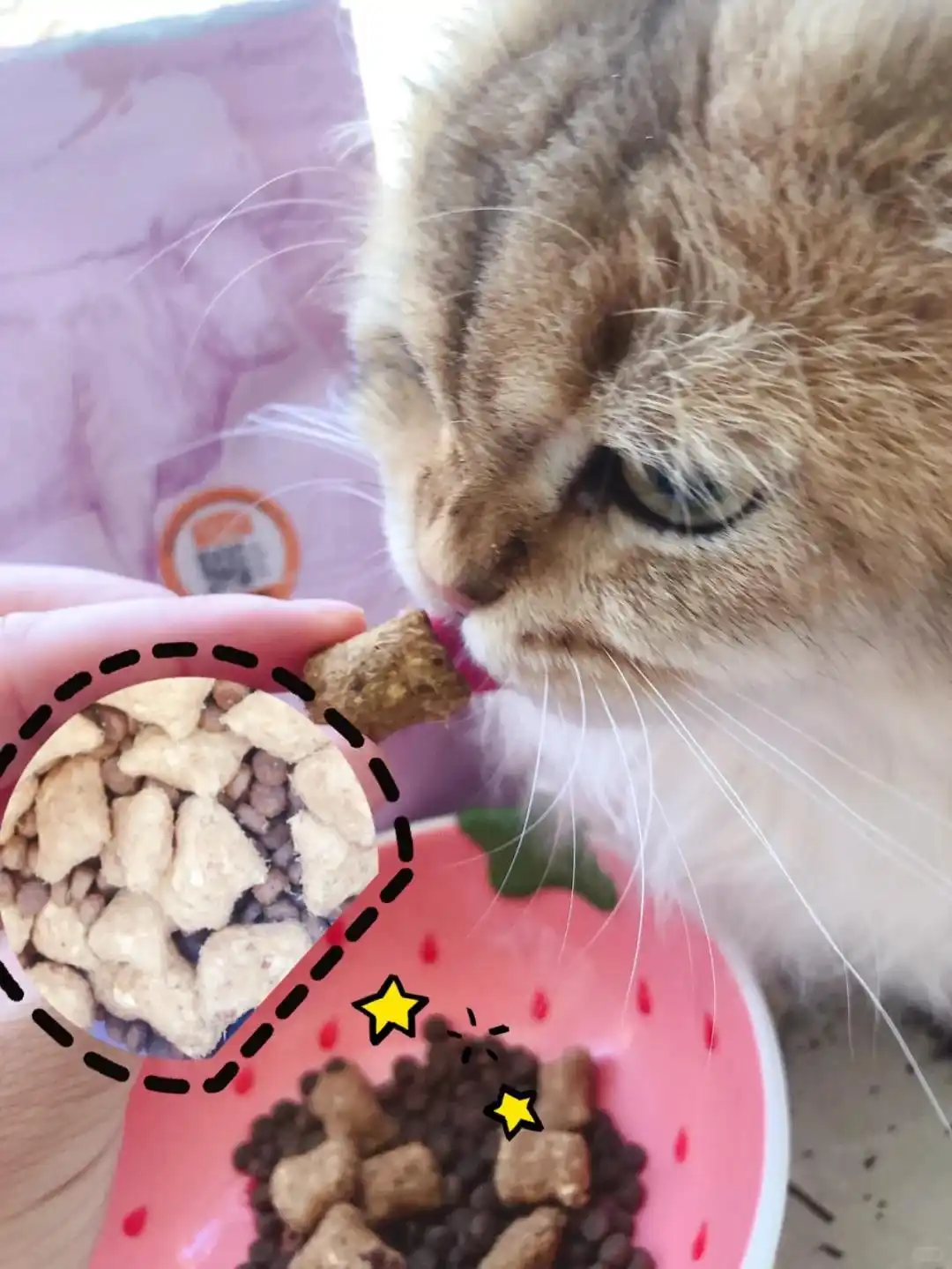 猫支气管炎与哮喘诊断_猫咪咳嗽像卡毛可能是哮喘发作_猫咪间歇性咳嗽原因