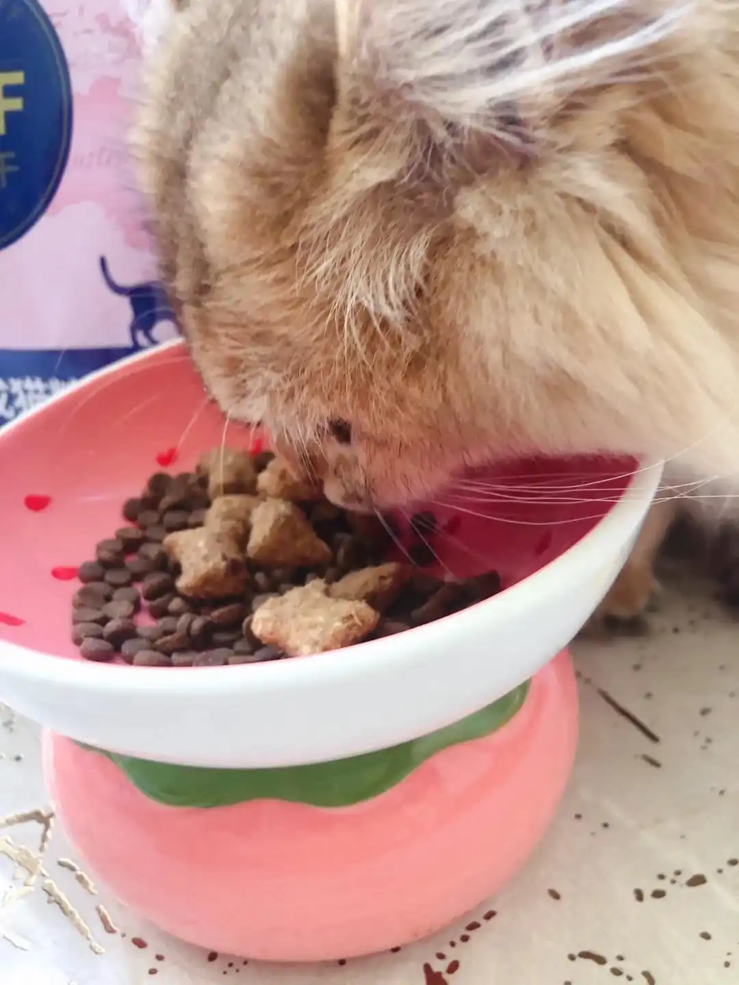 猫咪咳嗽像卡毛可能是哮喘发作_猫咪间歇性咳嗽原因_猫支气管炎与哮喘诊断