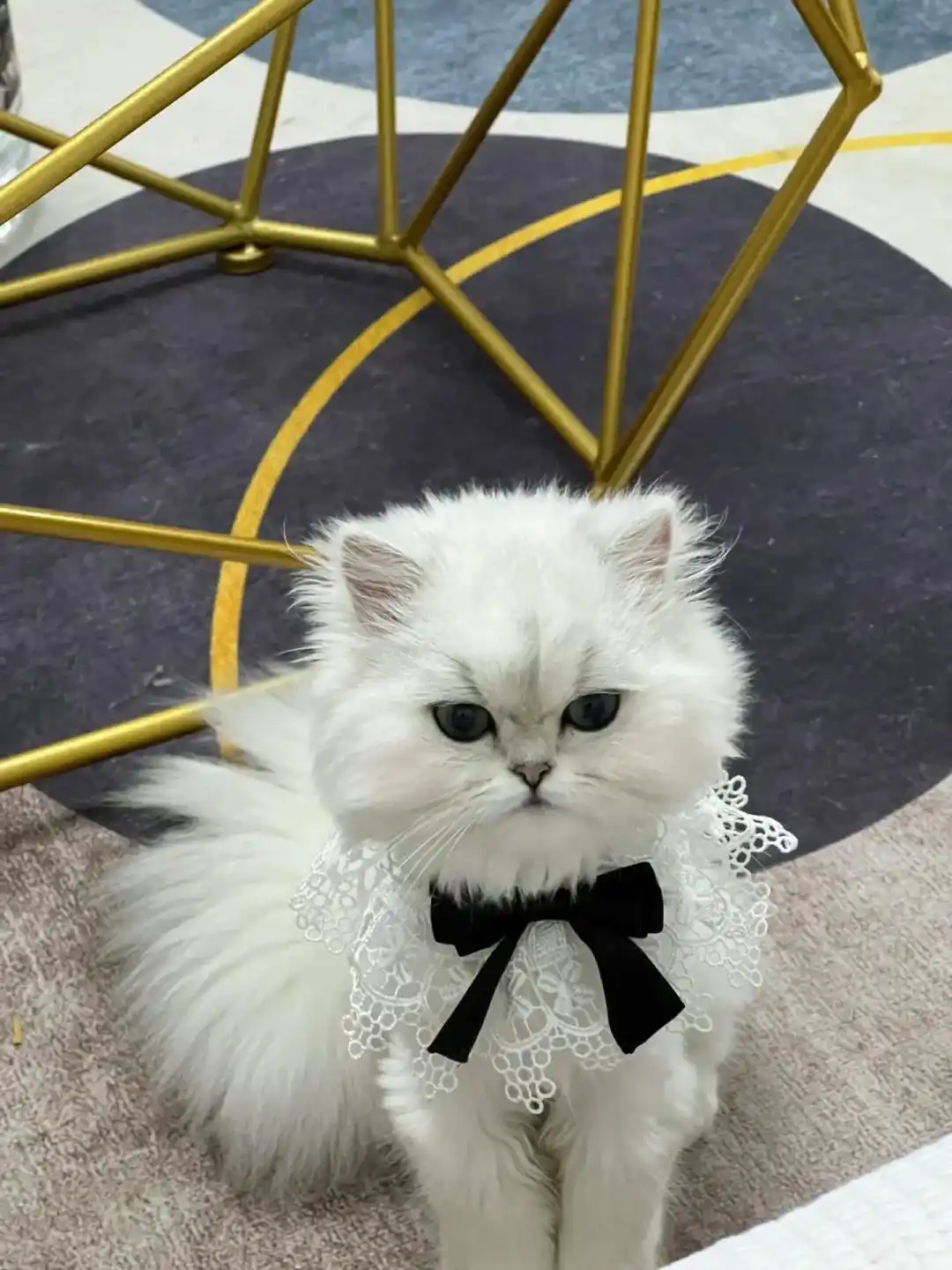 猫咪间歇性咳嗽原因_猫咪咳嗽像卡毛可能是哮喘发作_猫支气管炎与哮喘诊断