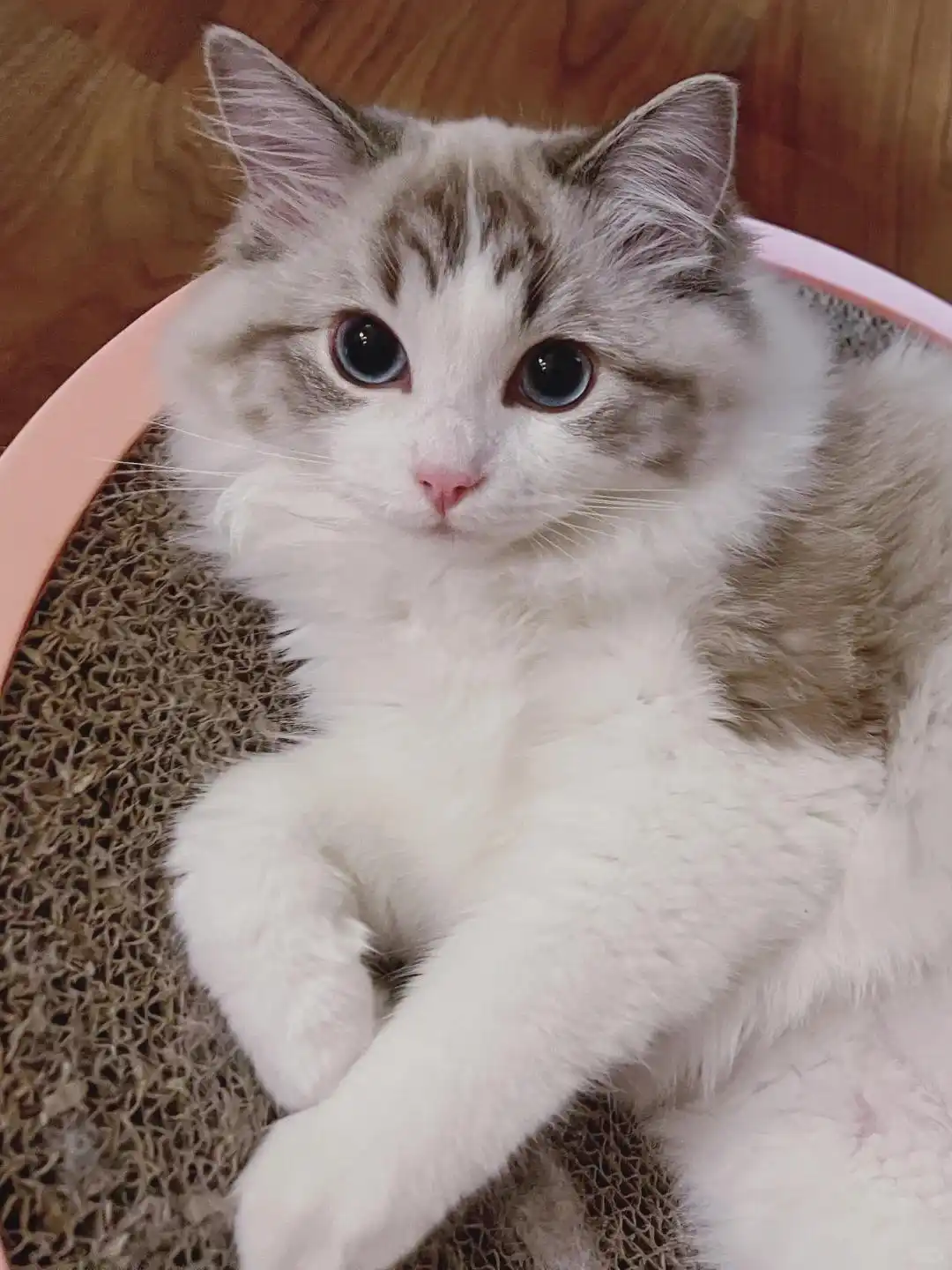 猫支气管炎与哮喘诊断_猫咪咳嗽像卡毛可能是哮喘发作_猫咪间歇性咳嗽原因