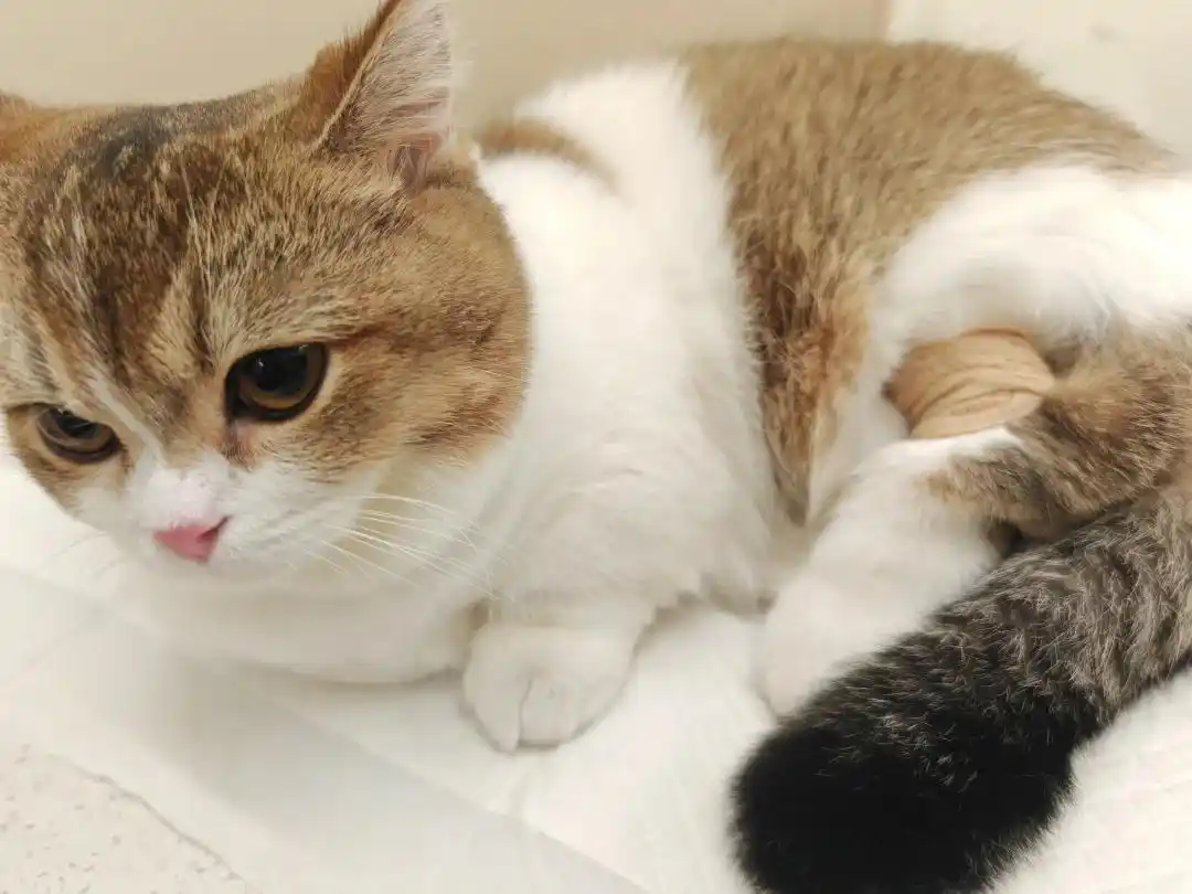 猫支气管炎与哮喘诊断_猫咪间歇性咳嗽原因_猫咪咳嗽像卡毛可能是哮喘发作