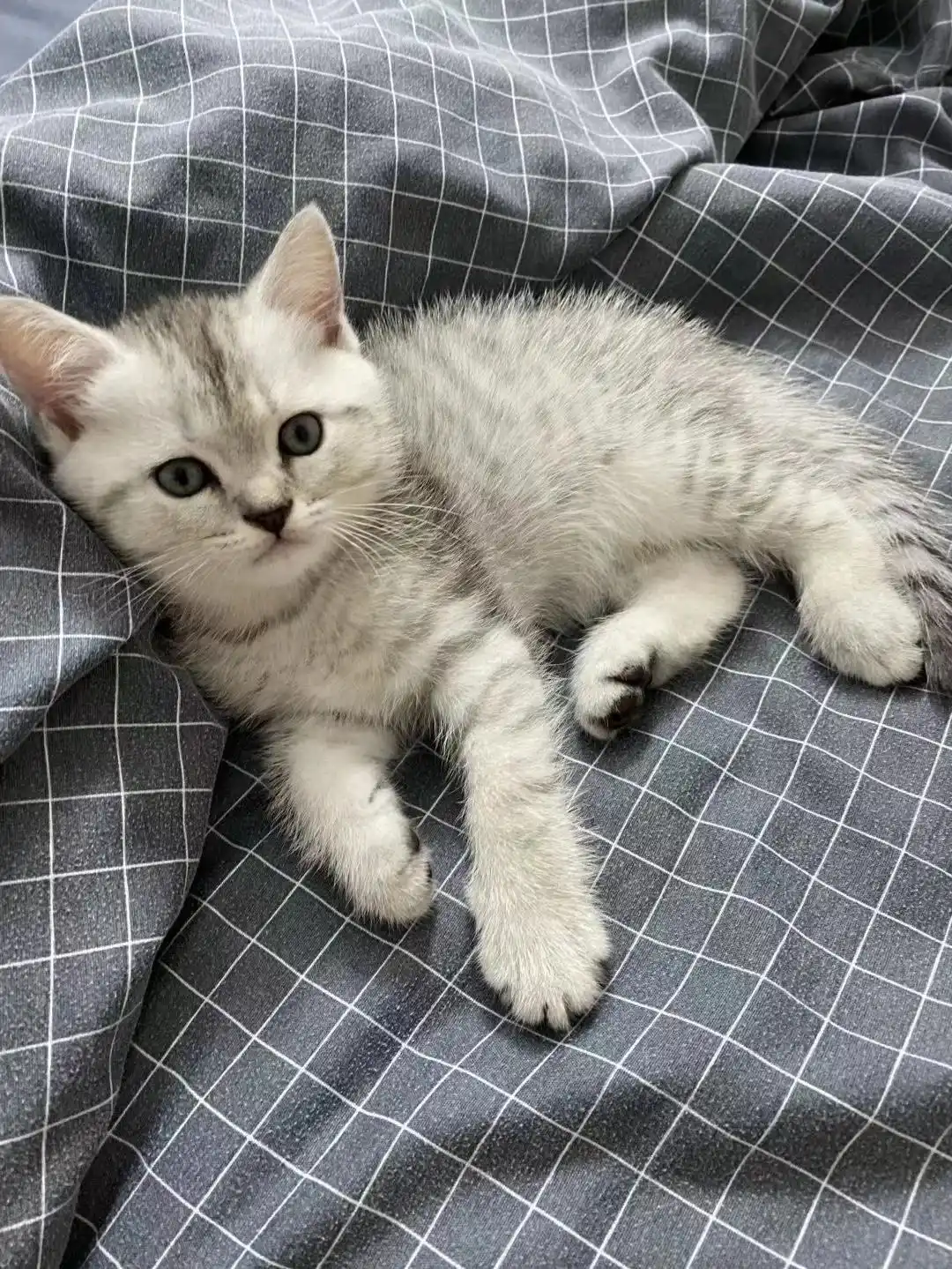猫支气管炎与哮喘诊断_猫咪咳嗽像卡毛可能是哮喘发作_猫咪间歇性咳嗽原因