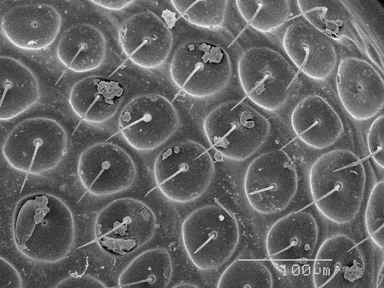 硝化菌,水族箱中的隐形守护者,它们究竟在干什么?-派特超人-宠物