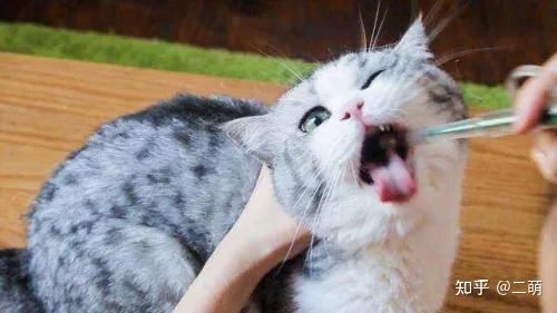 养猫必看!猫咪驱虫最全攻略!看这一篇就够了-派特超人-宠物