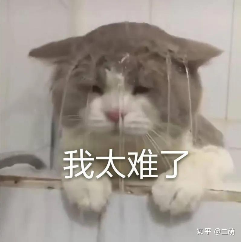 猫咪驱虫方法_猫咪体内寄生虫症状_猫咪最喜欢的雨天活动
