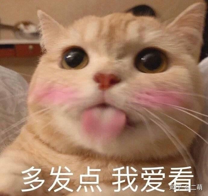 猫咪驱虫方法_猫咪体内寄生虫症状_猫咪最喜欢的雨天活动