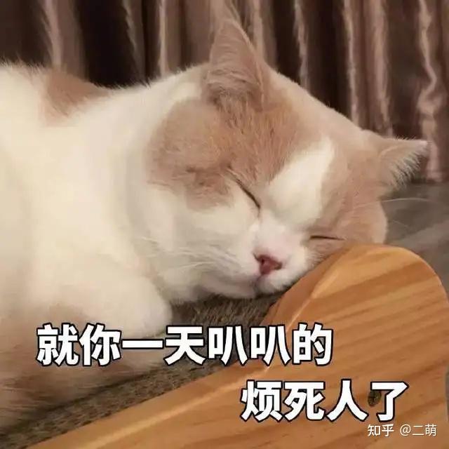 猫咪体内寄生虫症状_猫咪最喜欢的雨天活动_猫咪驱虫方法