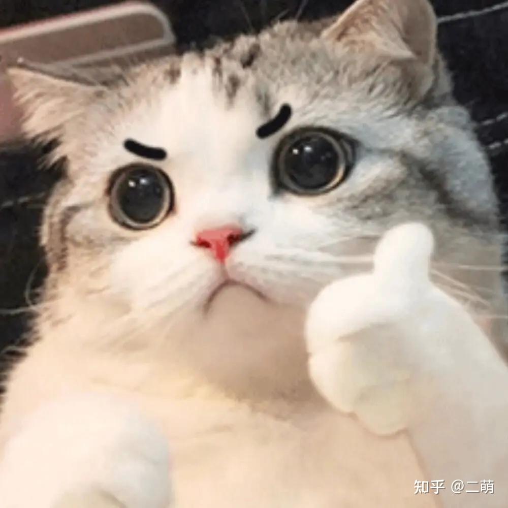 猫咪驱虫方法_猫咪体内寄生虫症状_猫咪最喜欢的雨天活动