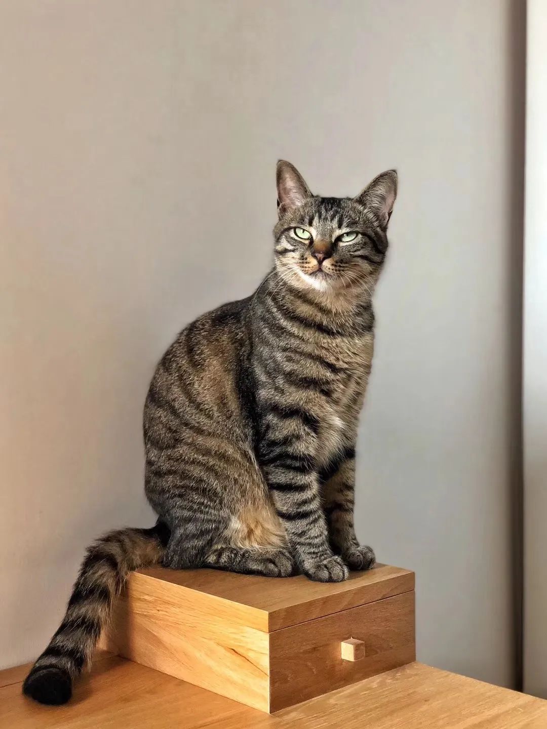 秋季养宠需要注意哪些?-派特超人-宠物