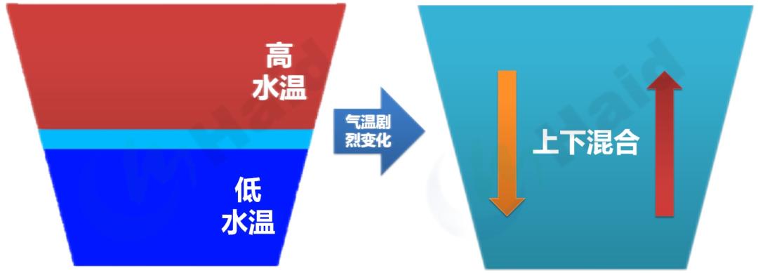 池塘藻类演替节律_鱼缸绿藻泛滥引起的鱼病_高温天气水体溶氧影响