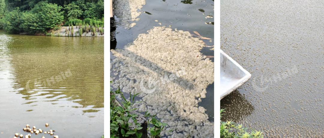 高温天气水体溶氧影响_鱼缸绿藻泛滥引起的鱼病_池塘藻类演替节律