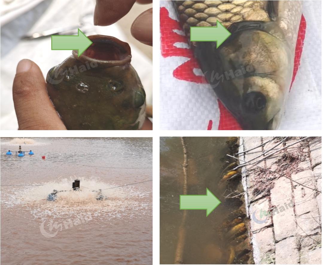 高温天气水体溶氧影响_鱼缸绿藻泛滥引起的鱼病_池塘藻类演替节律