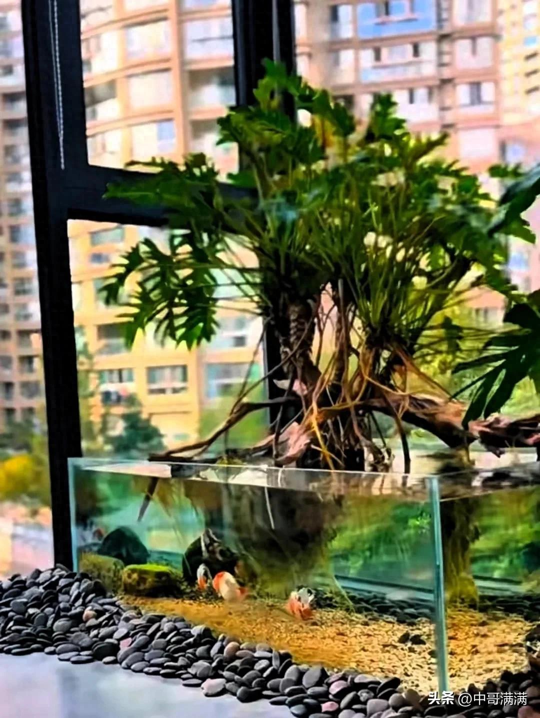 福建小伙鱼缸养出