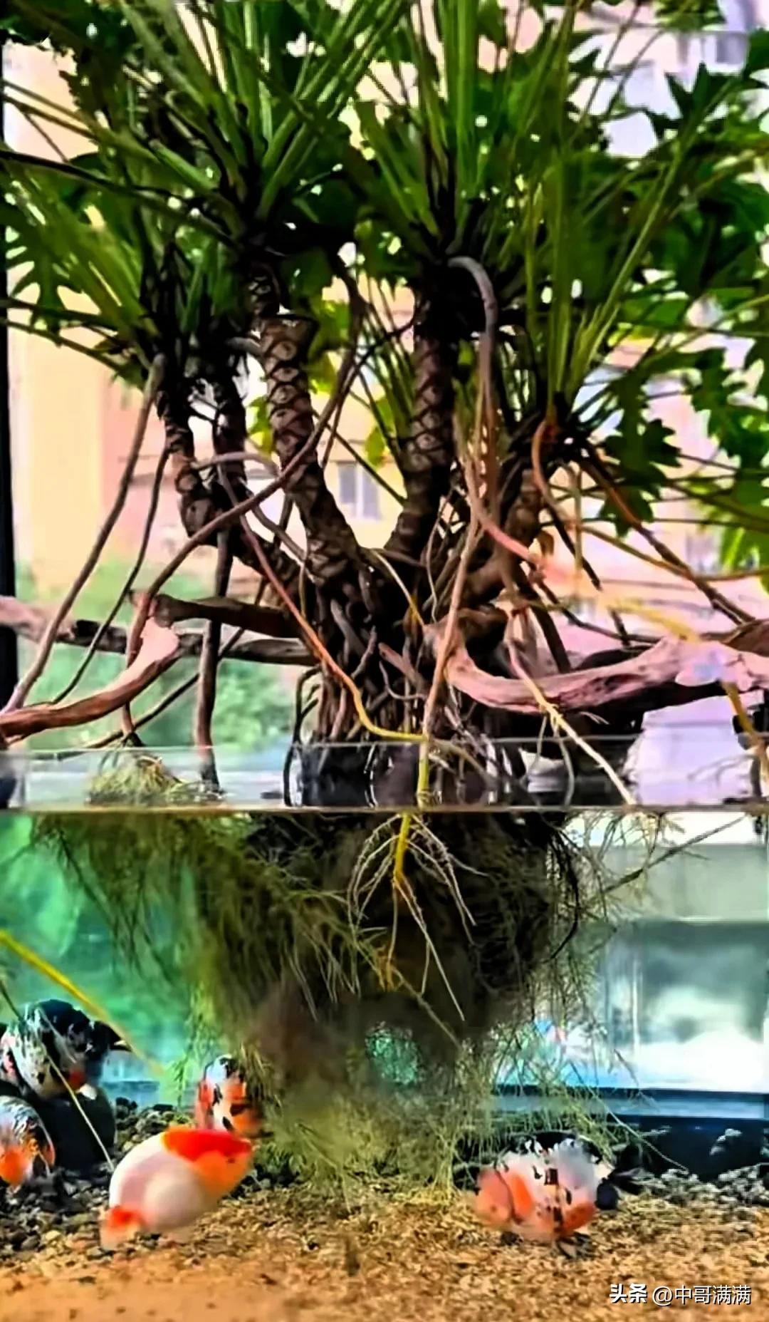 _如何打造会呼吸的生态鱼缸_ 鱼缸种大树 龙鳞春羽水培 