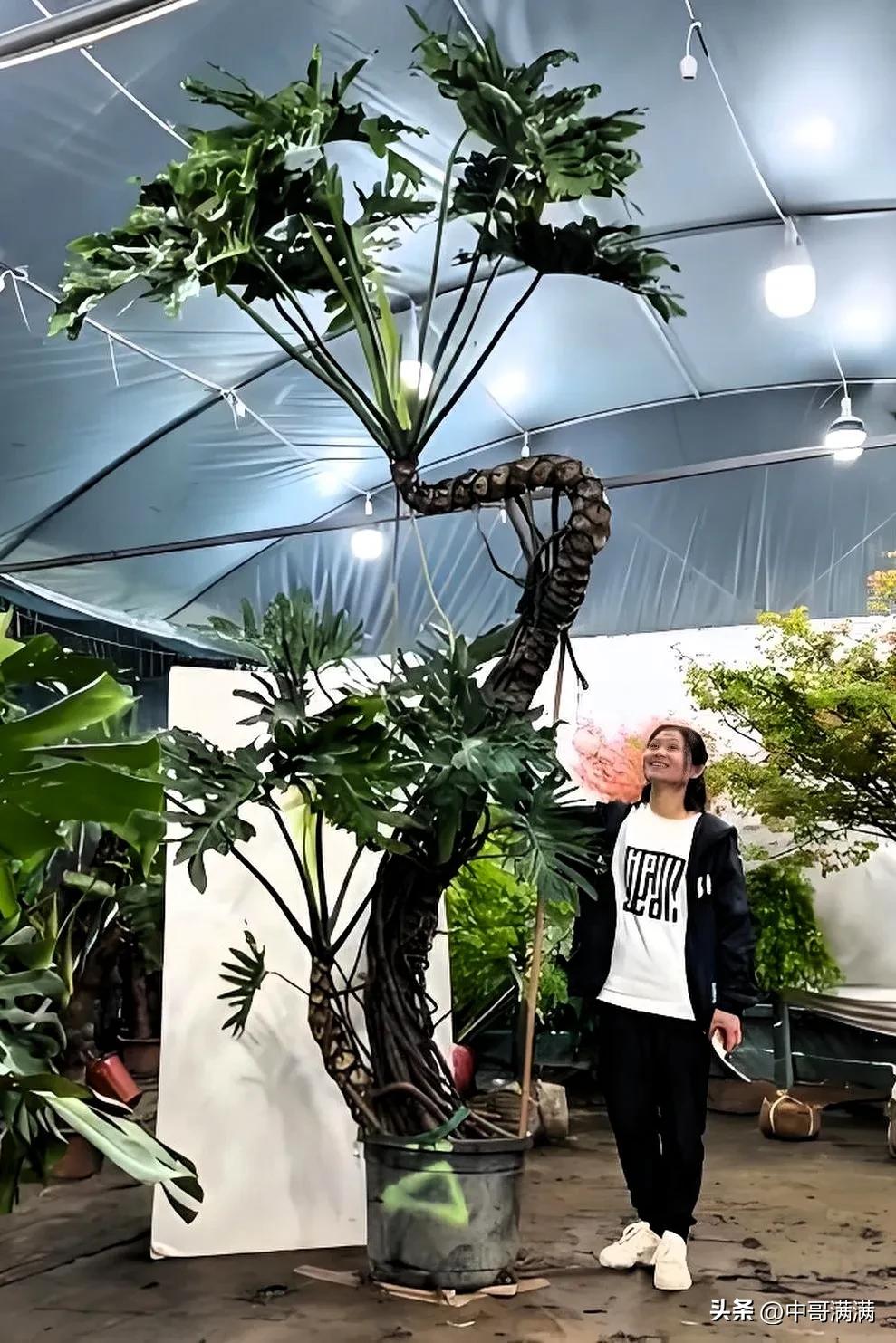  鱼缸种大树 龙鳞春羽水培 __如何打造会呼吸的生态鱼缸
