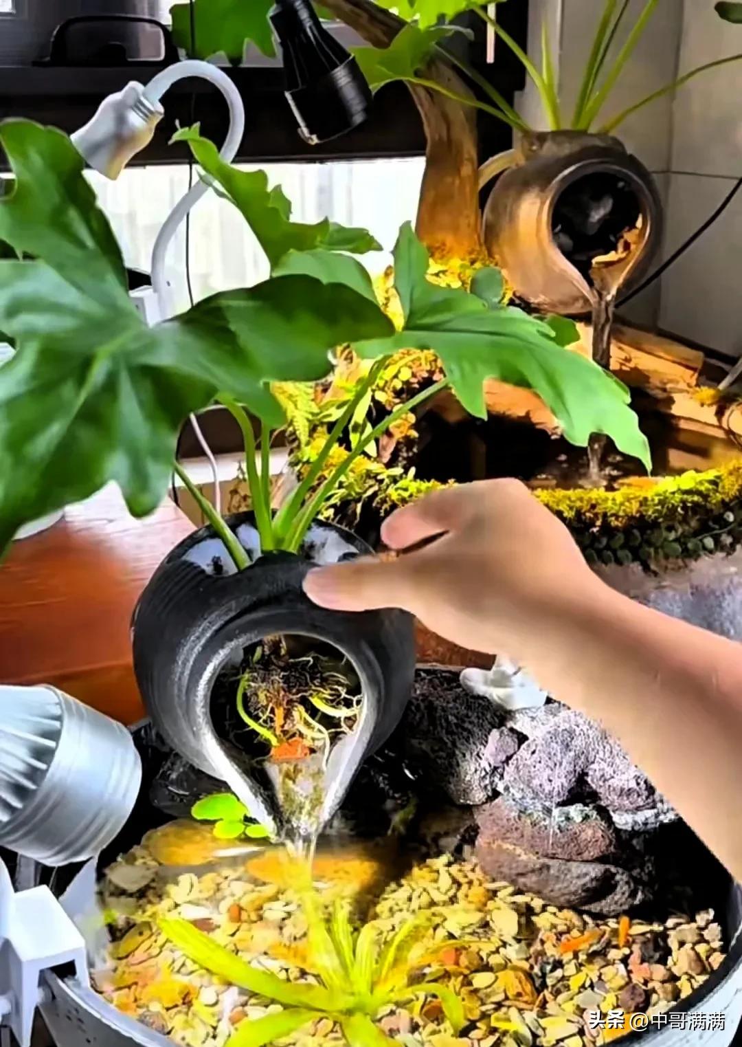  鱼缸种大树 龙鳞春羽水培 _如何打造会呼吸的生态鱼缸_